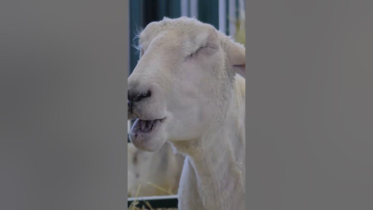what-sound-does-the-sheep-make-youtube
