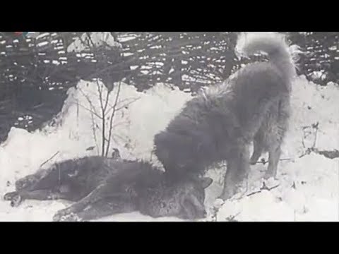Sarplaninac ubija dva vuka 720p