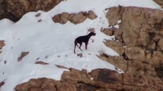 Dog Rescued on Christmas Day After Getting Lost in Mountains