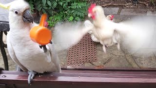 Chooky and Cockatoo Chaos!