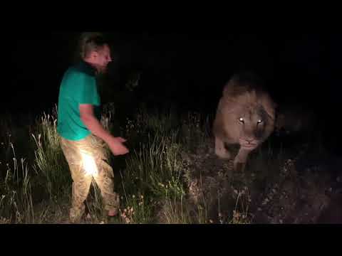 Video: Alpaka Joga Se Začne Na Kmetiji V Angliji