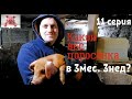 Какой вес поросенка в 3 месяца 3 недели?Взвешивание месячных дюрков!