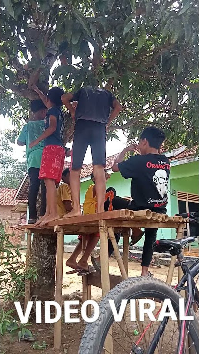 VIDEO VIRAL ANDAI SAJA AKU TIDAK PANJAT POHON |