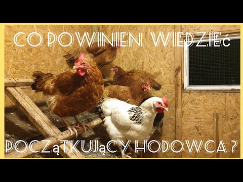 Wideo: Co Powinieneś Wiedzieć Przed Zakupem Kurczaków Na Podwórku
