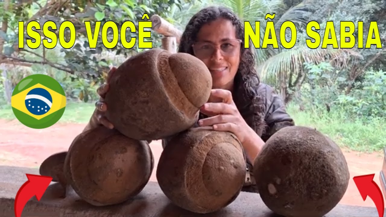 TUDO SOBRE A SAPUCAIA