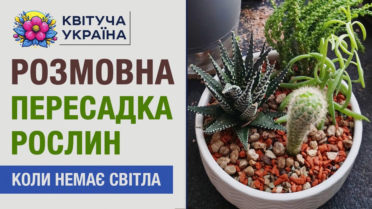 Розмовна пересадка рослин 🌿 Рипсаліс, Філ Біркін, садок сукулентів