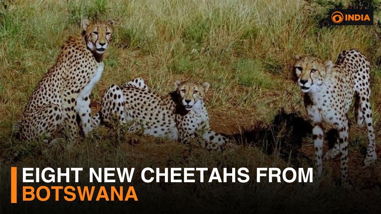 Eight new cheetahs from Botswana | DD India
