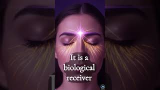 Your Intuition Isn't Broken | The Biological Receiver Waiting to Wake