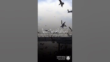 #تلاوة من #سورة_هود بصوت #محمد_هشام #قران #قرآن_كريم #آيات #استغفرالله #الحمدلله #quran