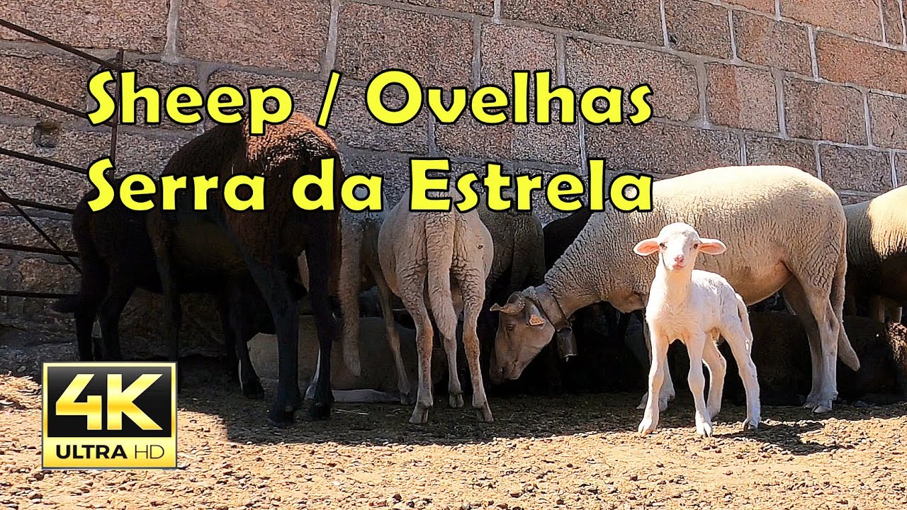 Sheep / Ovelhas, Manteigas, Serra da Estrela, Portugal