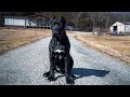 Life Or Death Situation | We Almost Lost Our Cane Corso Judah