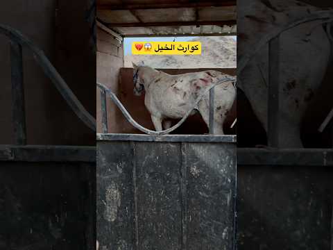 الحمدلله لحقت عليهم اكسبلور خيل  الخيل سعد الخيال الصغير عواد ترند كوارث