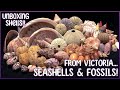 Lets unbox seashells from victoria  australian shell  fossil swap  unboxing shells