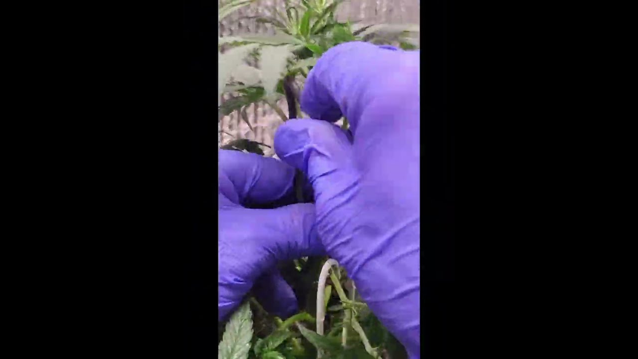 How to fix a broken marijuana plant. I promised the ups and downs. Royal Queens F1 Apollo Day 51.