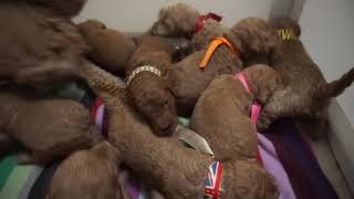 Red standard poodle puppies Day 16 -Lunchtime!! by Debra Pohl 352 views 5 years ago 1 minute, 48 seconds