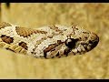 The 8 snakes of Cyprus - Τα οκτώ φίδια της Κύπρου (36 minutes) - By George Konstantinou