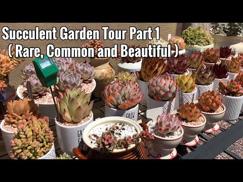 Succulent Garden Tour Part 1 ( Rare, Common and Beautiful )