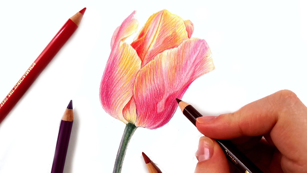 tulips pencil drawing