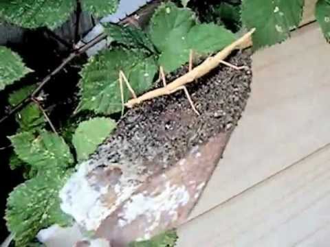 Thumb of Stick Bug video