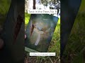 Tarot in the Trees No. 8 - Four of Swords (4/10/26)