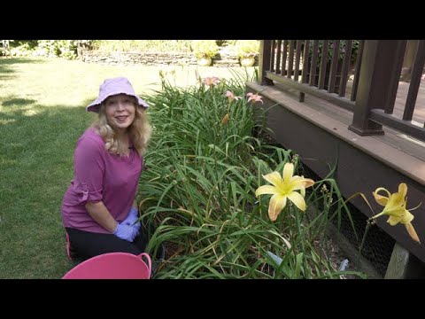 Video: Hoe een daglelie te laten bloeien: problemen oplossen met redenen waarom daglelies niet bloeien