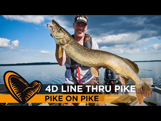 4D Line Thru Pike - The limited reintroduction of the biggest