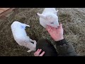 НОВЫЙ ЖИТЕЛЬ В ОВЧАРНЕ! ГОТОВЛЮСЬ К ОКОТУ !