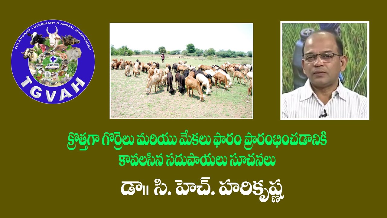 క్రొత్తగా గొర్రెలు మరియు మేకలు ఫారం ప్రారంభించడానికి కావలసిన సదుపాయాలు సూచనలు