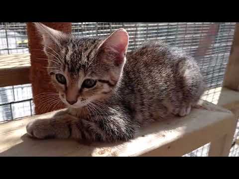 Vidéo: C'est la saison des chatons ?