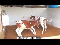 Terneras Holstein recién destetadas 🐮🧬