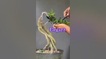 The Beauty of Elegant Ficus Bonsai Tree