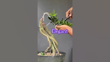 The Beauty of Elegant Ficus Bonsai Tree