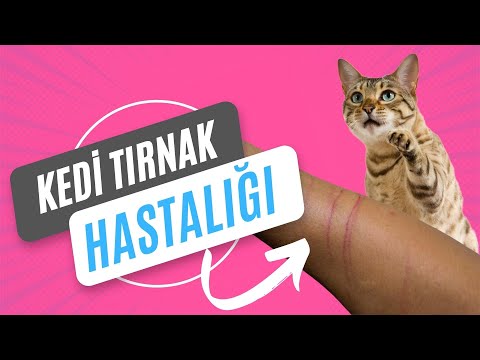 Video: Kedi Tırmığı Hastalığının Belirtileri Nasıl Anlaşılır (Resimlerle)