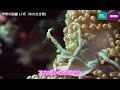 学研の図鑑LIVE「水の生き物」　付属ＤＶＤの中身