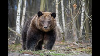 Ведмеді у лісному вольєрі / Еко-Галич