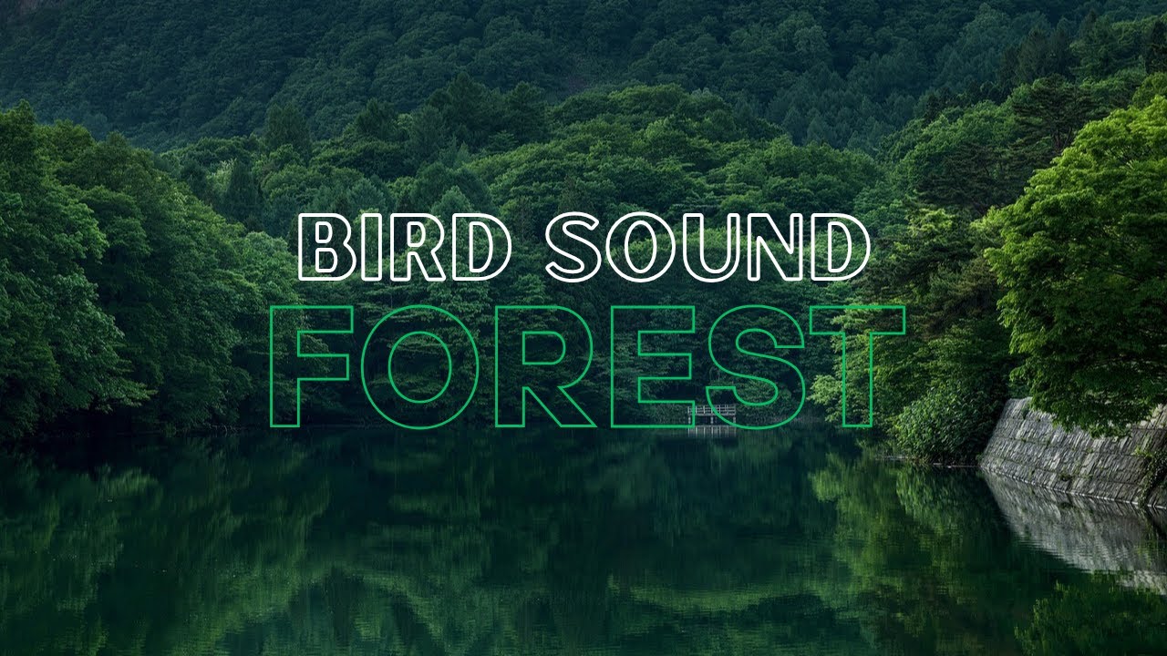 🐦 Forest Bird Sounds in the Morning | Relaxing Nature Ambience for ...