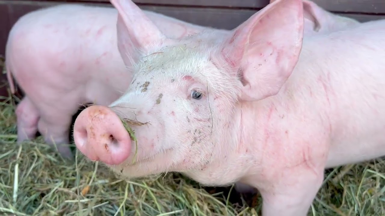 РИНОК ТВАРИН❗️ВІД ЦИХ ЦІН ХОЧЕТЬСЯ ПЛАКАТИ😱🆘💯‼️