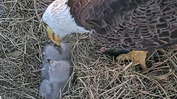 SWFL Eagles~Breakfast for the cuties~6:54 am 2023/...