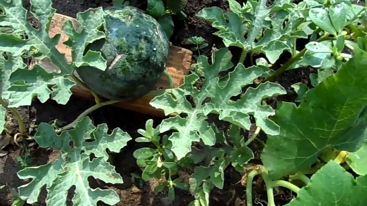 Como plantar sandia