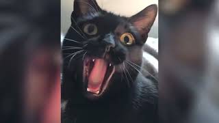 Try Not To Laugh Memes, You Laugh You Lose 2024 مواقف مضحكة