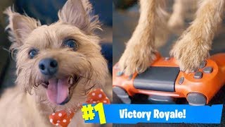 THIS GAMER DOG PLAYS FORTNITE BATTLE ROYALE... (Ninja Dog) @JjamboneFilms