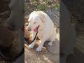 Sabar ka fal Meetha Hota Hai...🙏❤🐕🐕🦺labradog#funny#comedy#video#Bholu#The#Labradog#Ytshort