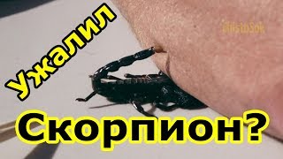 Ужалил скорпион, что делать? Как избежать встречи со скорпионом?