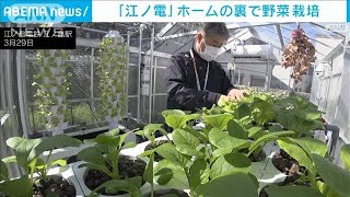 「江ノ電」で“アクアボニックス”＝同じ水を循環させ野菜や魚を育てる(2023年4月3日)