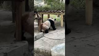 Panda Finds Back Scratch Relief Against a Platform