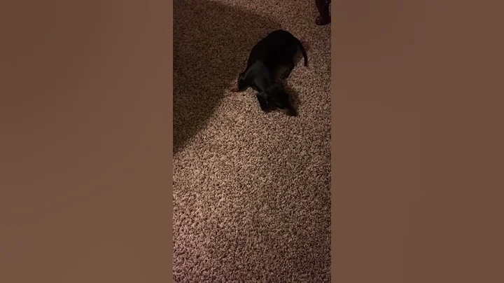 Lucy chasing her tail