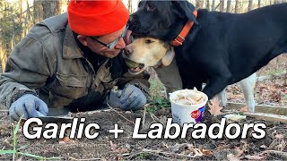 Best Way To Plant Garlic? With Your Labs @gardenfork