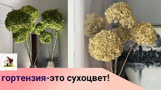 видео: Гортензия Аннабель -это сухоцвет! картинка: Гортензия Аннабель -это сухоцвет!