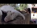 Cats of Cyprus 'bored' during coronavirus lockdown の動画、YouTube動画。