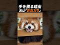 手を振るレッサーパンダの「笑顔の理由」　#shorts #おすすめ #雑学 #癒し #豆知識 #動物 #レッサーパンダ #かわいい #解説 #面白い